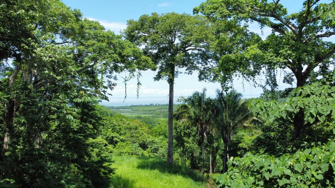 Beautiful 25 Acre Property in Playa Bejuco